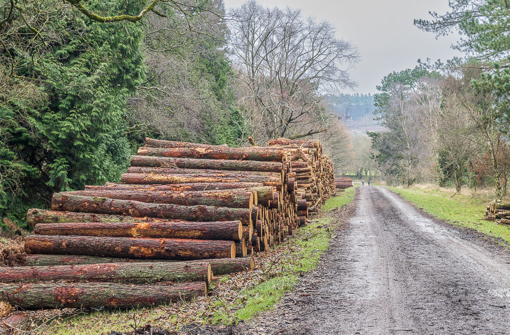 Stand Wood